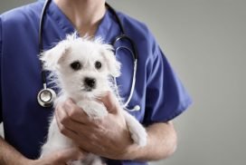 MEDICINA VETERINÁRIA